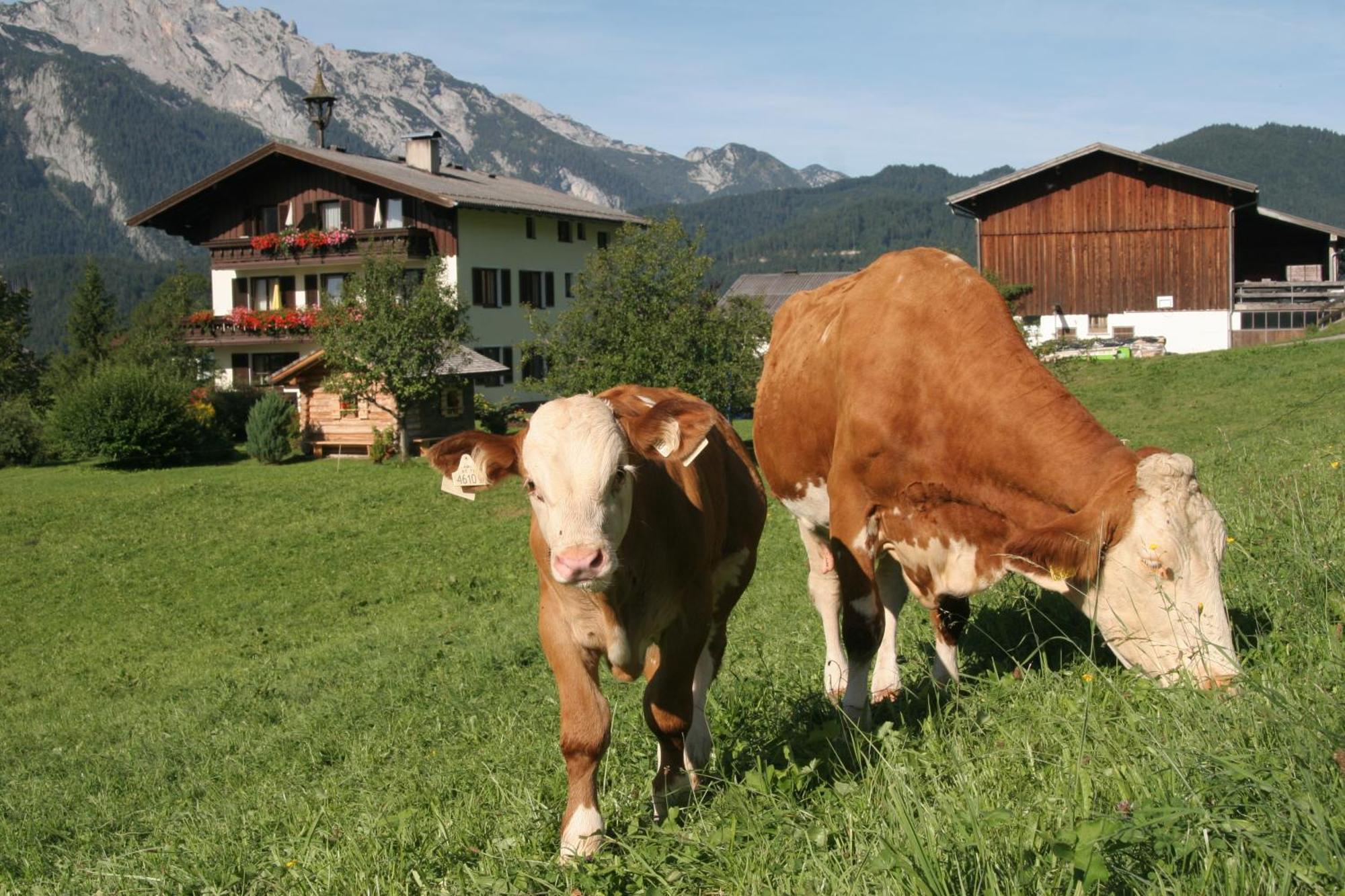 Ferienappartements Schrattengut Abtenau Exterior foto